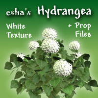 Hydrangea-white